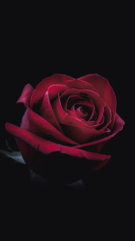 Flower Mobile Black Wallpaper