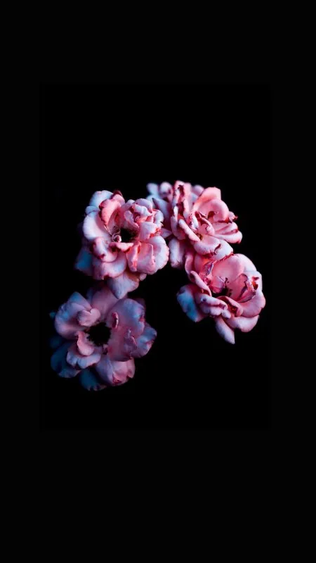 Flower Black Wallpaper