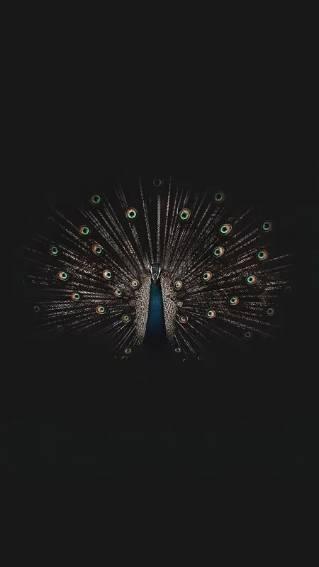 Black Galliformes Bird Circle Event Wallpaper