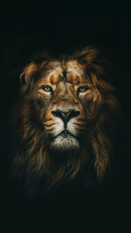Lion Black Mobile Wallpaper