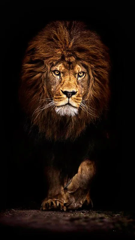 Lion Black Wallpaper
