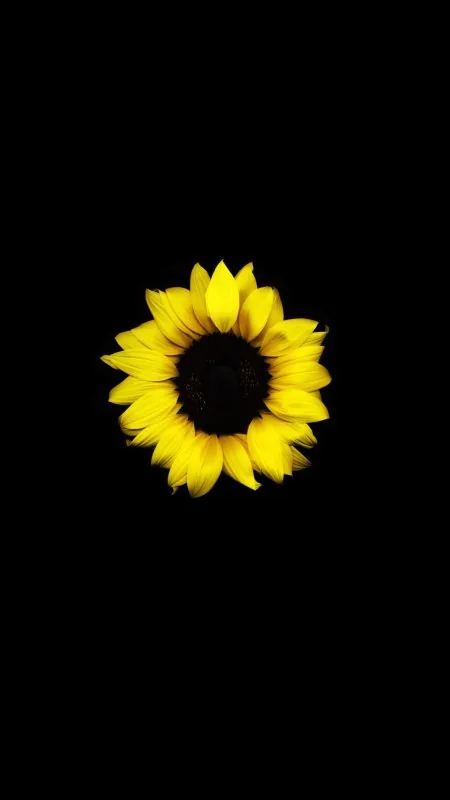 Sunflower Flower Yellow Black Wallpaper