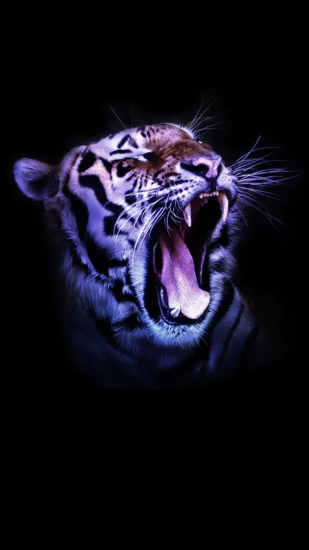Tiger Black Wallpaper