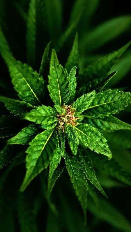 Cannabis Plant Top View Cool Wallpaper