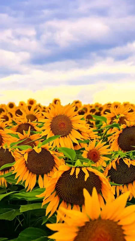 Sunflower Cool Wallpaper