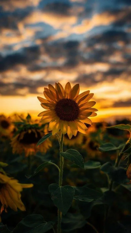 Aesthetic Sunflower Flowers Wallpaper