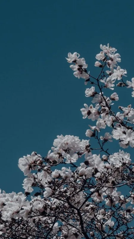 Aesthetic White Flower HD Wallpaper