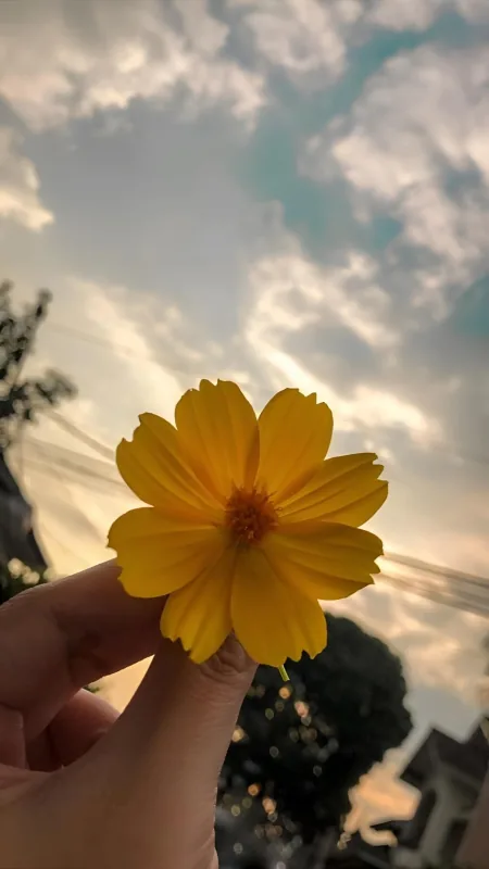 Aesthetic Yellow Flower Wallpaper