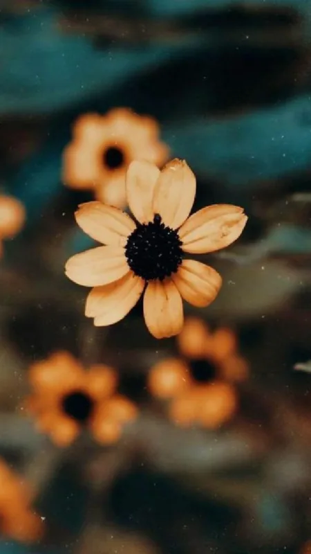 Flowers Aesthetic Yellow Wallpaper