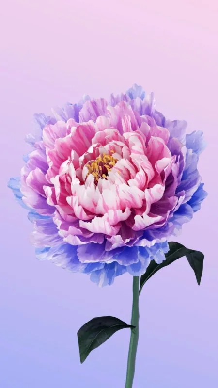 Flower Alive Vivo Peony HD Wallpaper