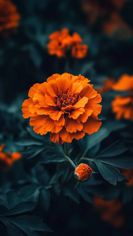Beautiful Flower HD Wallpaper