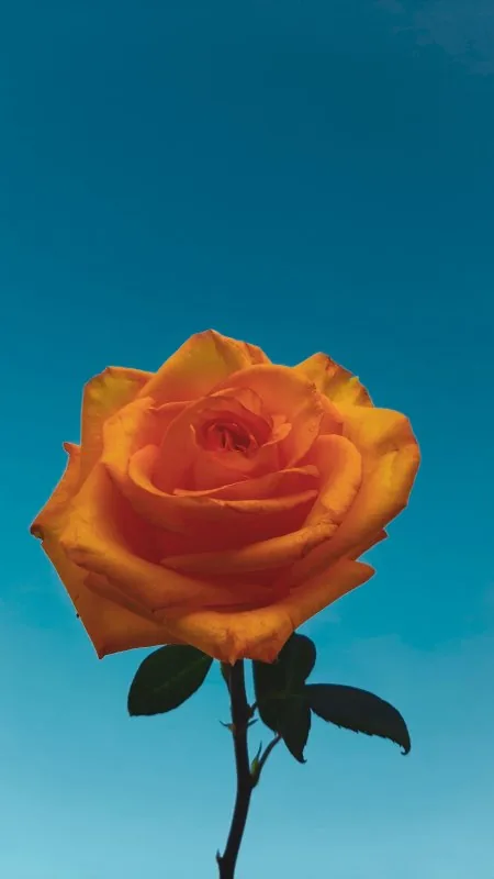 Beautiful Flower Wallpaper