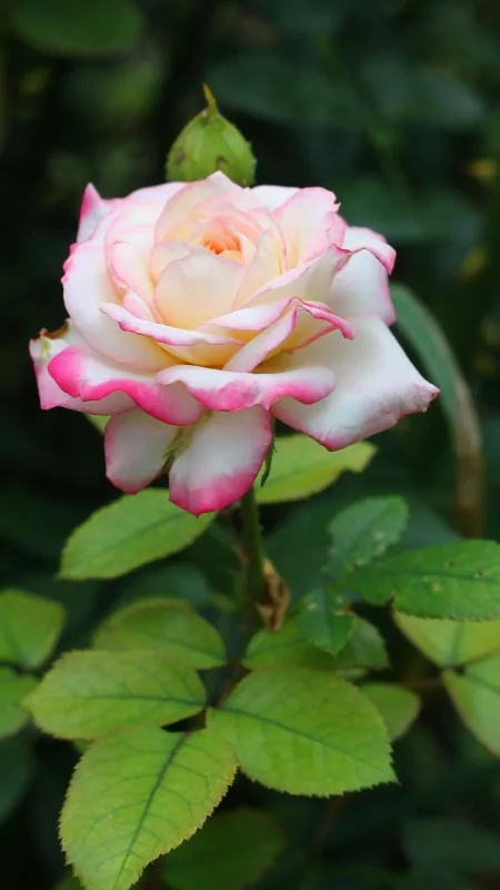 Flowers Beautiful Wallpaper