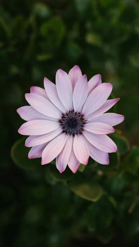 Beautiful Flower HD Wallpaper