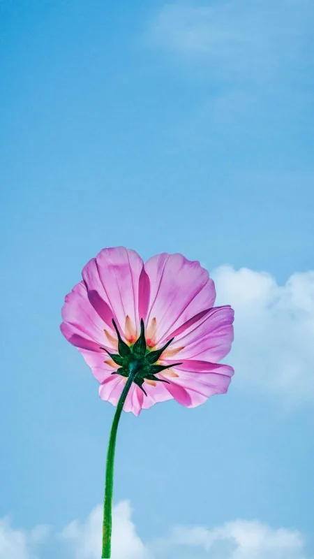 Beautiful Flower HD Wallpaper