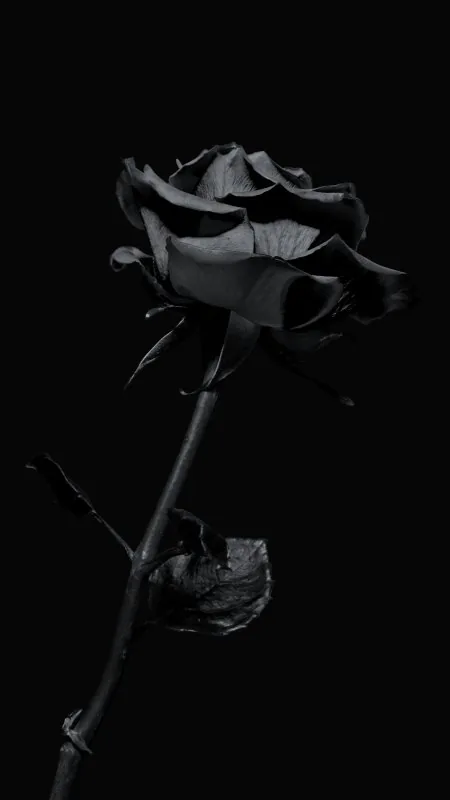 Black Rose Flowers Wallpaper