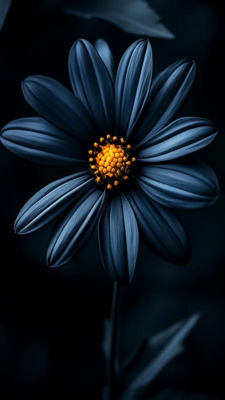 Black Flower Wallpaper