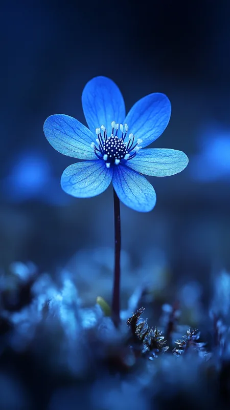 Blue Flower HD Wallpaper
