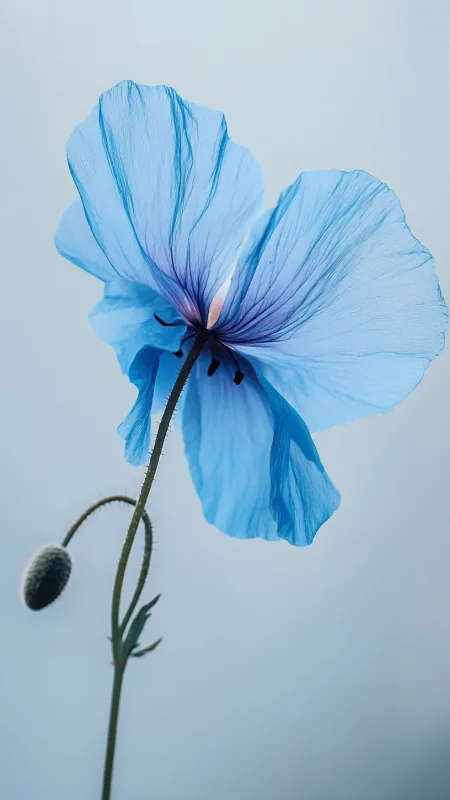 Blue Poppy Flower HD Wallpaper