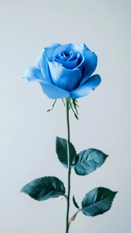 Blue Rose Flowers Wallpaper