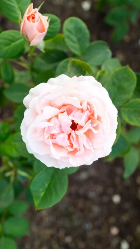 Blush Garden Rose Bud Flowers Wallpaper