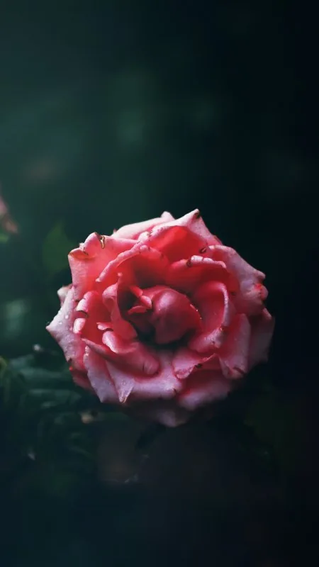 Flowers Cabbage Rose Petal Wallpaper