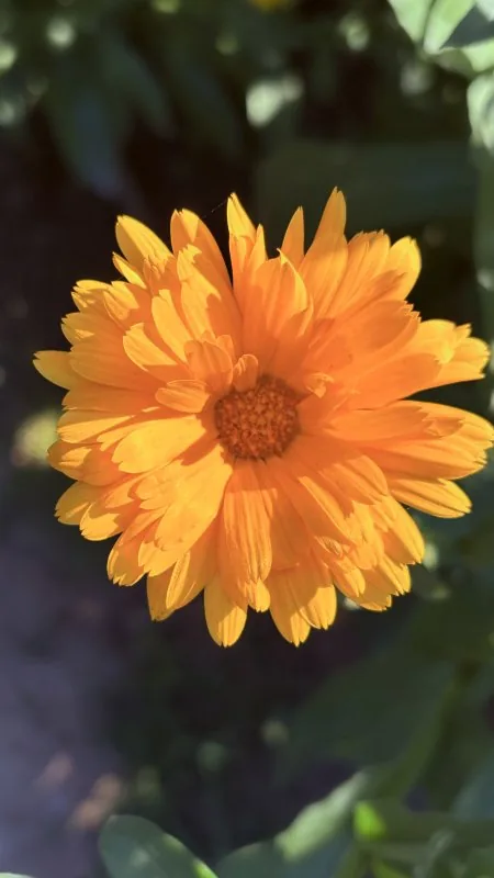 Calendula Flower Yellow Macro HD Wallpaper