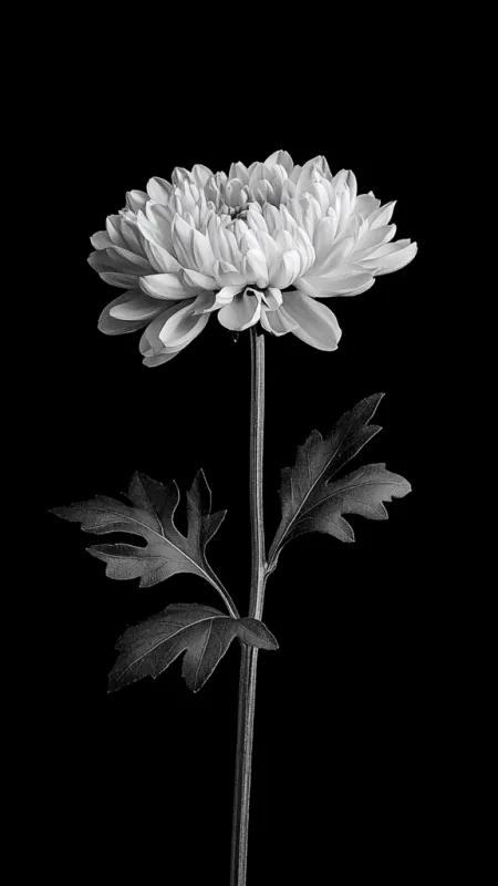 Chrysanthemum White Black Background Flowers Wallpaper
