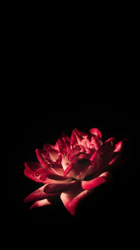 Crimson Rose In Darkness Flowers Wallpaper