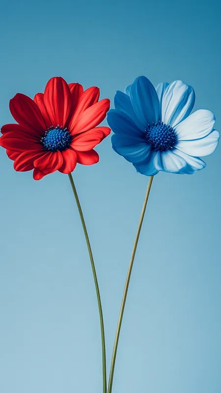 Daisy Flowers Red And Blue HD Wallpaper