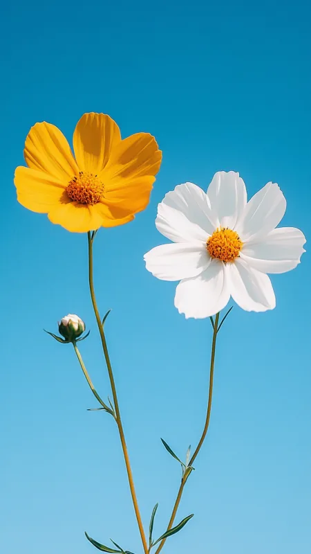Daisy Flowers Yellow And White HD Wallpaper