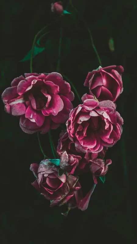 Flowers Dark Wallpaper