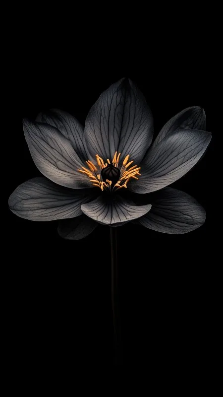 Flower Dark Petals Plant HD Wallpaper