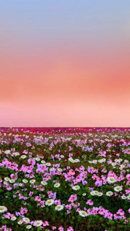 Flowers Field Wallpaper