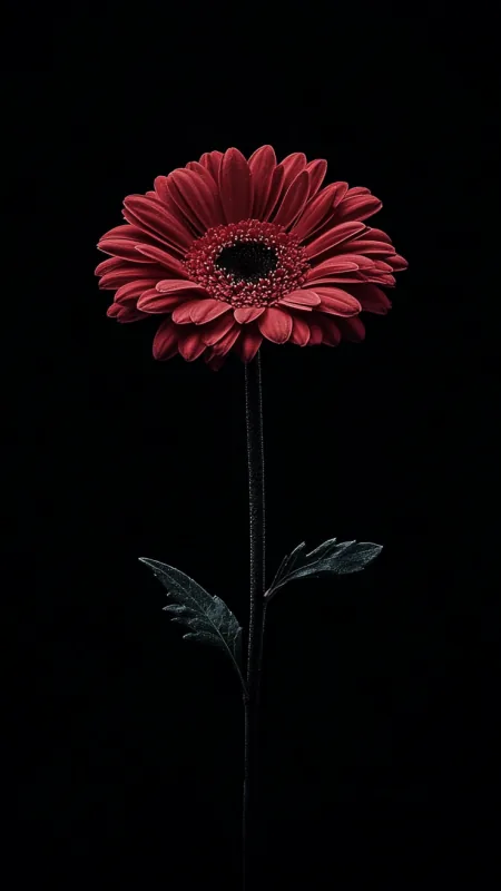 Flowers Gerbera Red Wallpaper