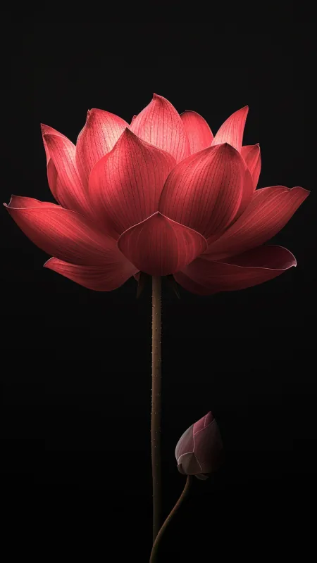 Lotosflower Flowers Wallpaper