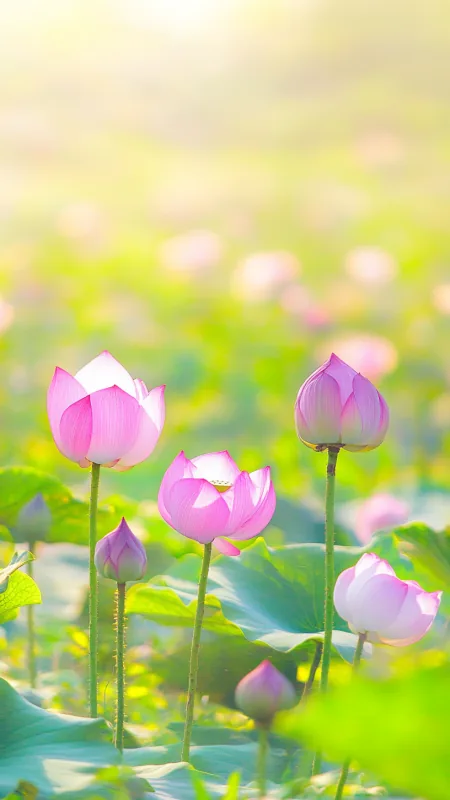 Lotus Flower HD Wallpaper