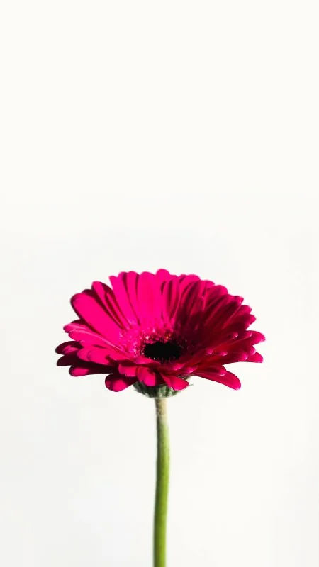 Magenta Gerbera Minimal Stem Flowers Wallpaper