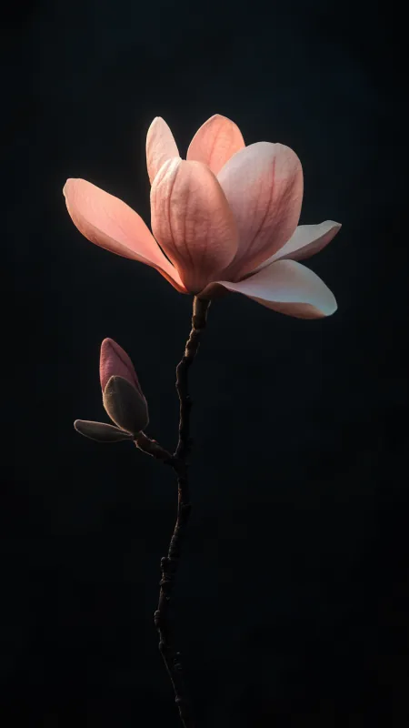 Magnolia Flower HD Wallpaper