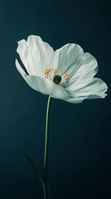 Minimalist Flower Wallpaper