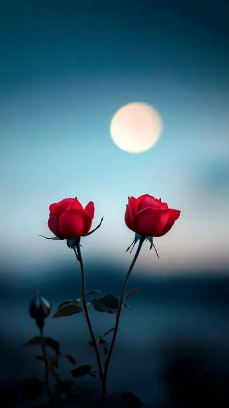 Minimalist Two Rose Flowers HD Wallpaper
