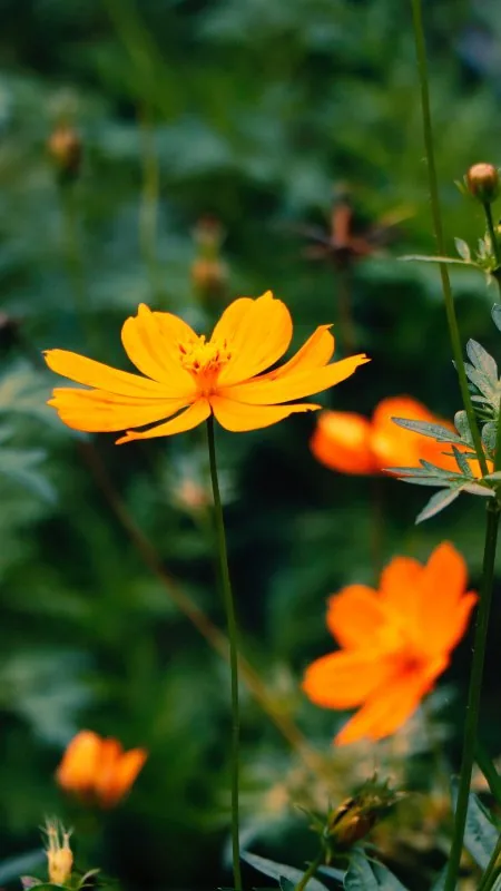 Orange Cosmos In Meadow Flowers Wallpaper