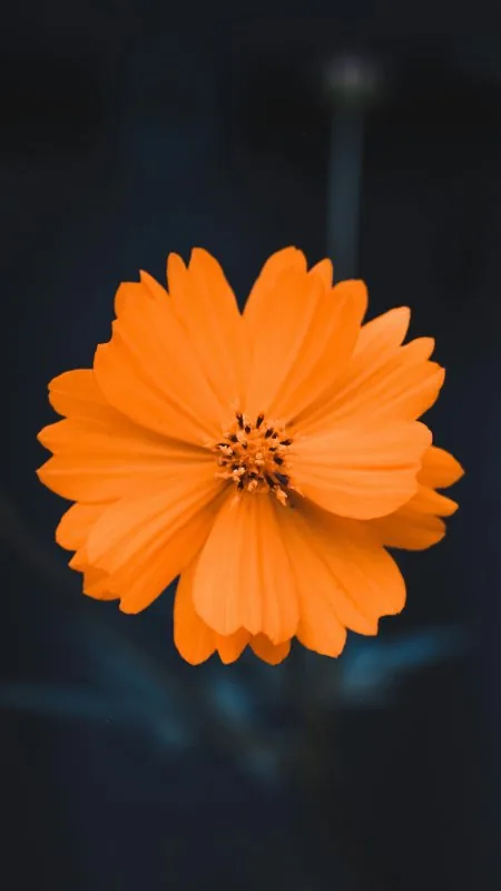 Orange Flower Wallpaper