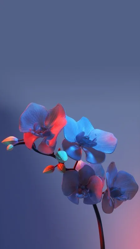 Orchids Red Blue Light Flowers Wallpaper