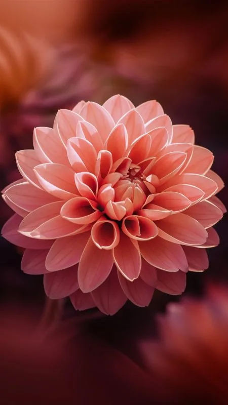 Peach Dahlia Macro Flowers Wallpaper