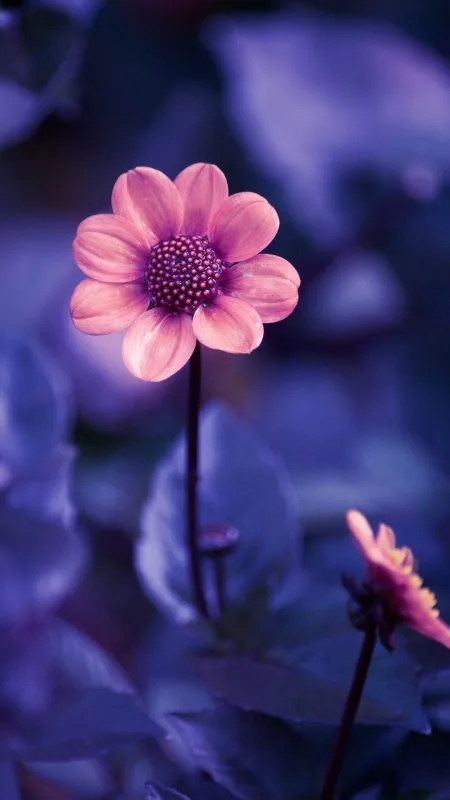 Flower Petal Purple Wallpaper