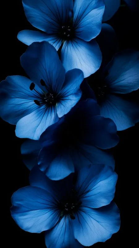 Petals Blue Flower Plant Wallpaper