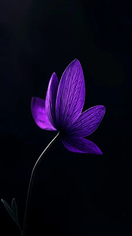 Flower Petals Bud Purple Wallpaper