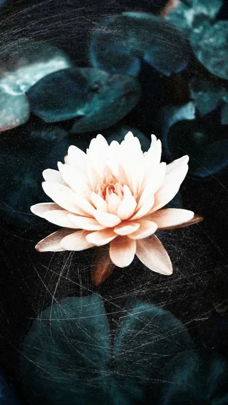 Flowers Petals Glow Water Wallpaper