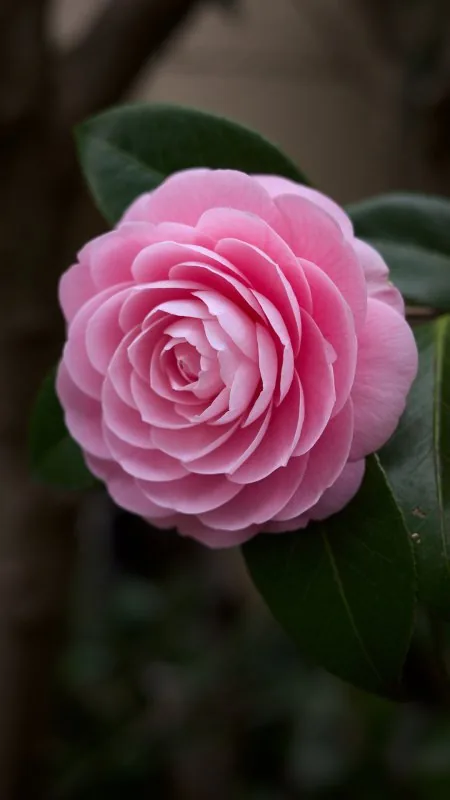Pink Flower HD Wallpaper